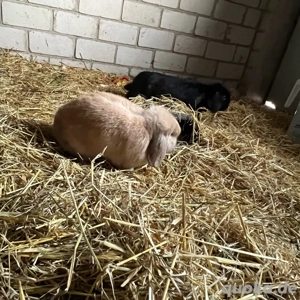 2 mini loop weibchen 