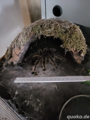 Lasiodora parahybana 0.1