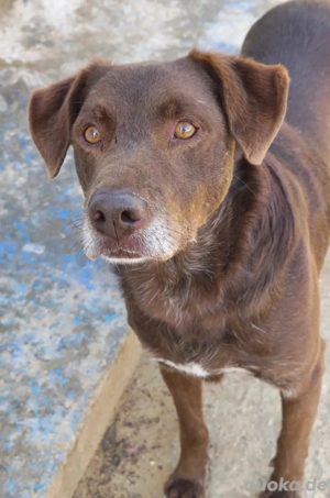 Verschmust, treu und katzenlieb: Pedro sucht sein Für-immer-Zuhause