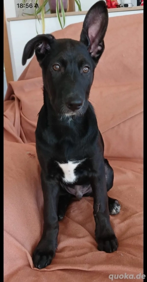 Pongo   ein kleiner Kämpfer sucht Menschen fürs Leben