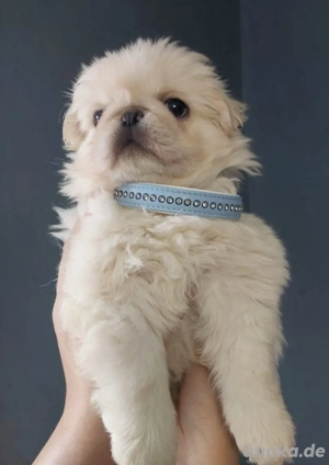 Bezaubernde altdeutsche Mopswelpen weiß (Fluffy) dürfen in ihr neues Zuhause 