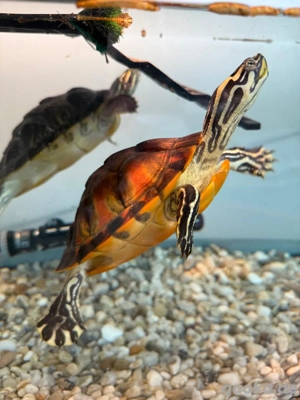 wasser schildkröten