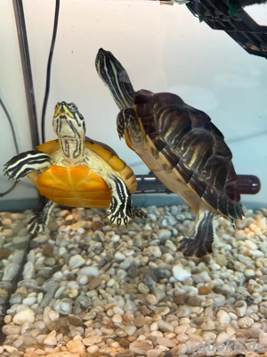 wasser schildkröten