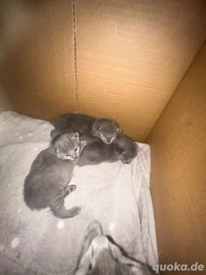 Reinrassige Russisch blau kitten 