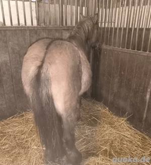 Konik Zweijähriger dunkler Grulla  Bild 2