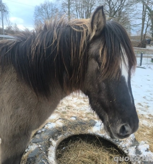 Konik Jährling dunkler Grulla 