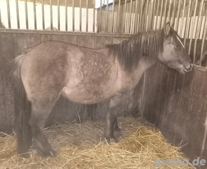 Konik Zweijähriger dunkler Grulla  Bild 3