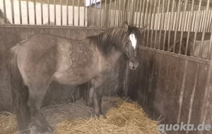 Konik Zweijähriger dunkler Grulla  Bild 4