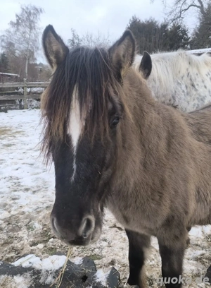Konik Zweijähriger dunkler Grulla  Bild 5