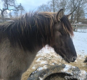 Konik Zweijähriger dunkler Grulla  Bild 6