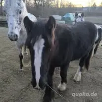 Wunderschöner Smoky Black Irish Cob Bild 2