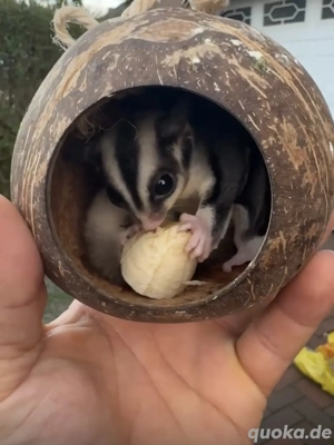  2 Sugar Glider Weibchen und Männchen