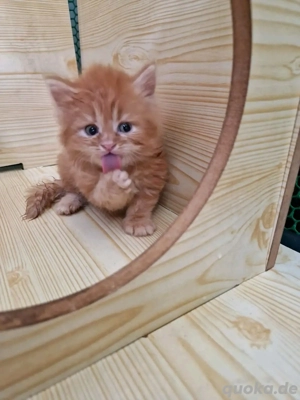 Wunderschöne Maine-Coon-Kätzchen suchen ein neues Zuhause