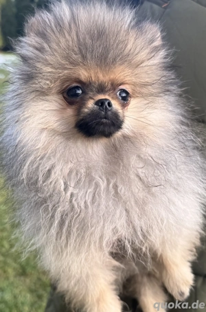 Tolle Zwergspitzhündin Pomeranian sucht neuen Wirkungskreis
