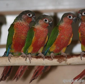 Grünwangen Rotschwanzsittiche