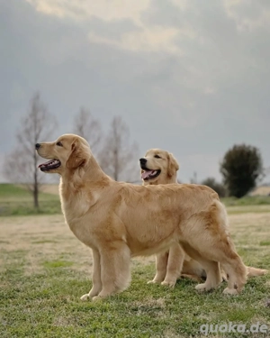 Golden Retriever 