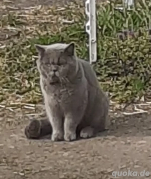 Blauer Britisch-Kurzhaar-Kater 