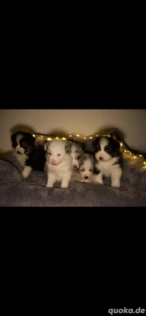 Australian Shepherds Welpen