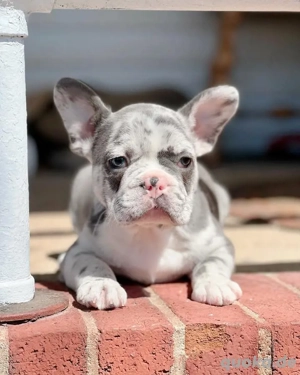 Wunderschöne französische Bulldoggenwelpen, Rüden und Hündinnen, abzugeben 