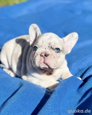 Wunderschöne französische Bulldoggenwelpen suchen ein neues Zuhause 