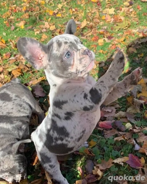 Superniedliche französische Bulldoggenwelpen suchen ein neues Zuhause 
