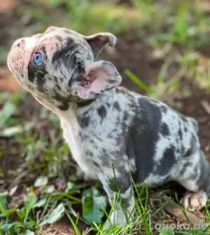 Wunderschöne französische Bulldoggenwelpen zur Adoption verfügbar 