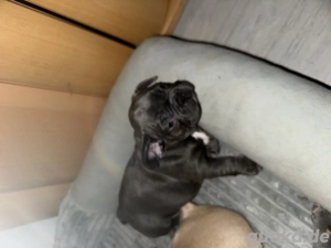 Zwei kleine Welpen suchen neues zu Hause