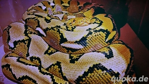 Netzpython '23 (Platinum,Classic Albino)