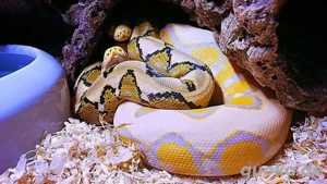 Netzpython '23 (Platinum,Classic Albino)