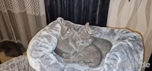 Russisch Blau Kittens
