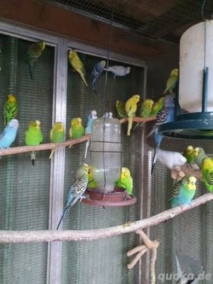 Nestjunge und zuchtreife Wellensittiche, jeweils 25 bis 30 Euro, je nach Farbe