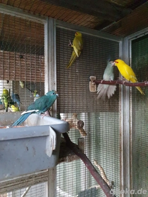 Junge Ziegensittiche, 40 bis 50 Euro, je nach Farbe