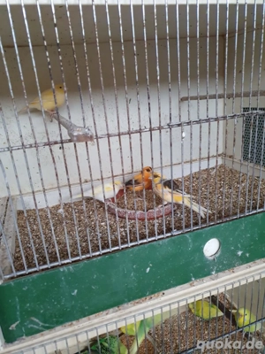 Junge Kanarienvögel, jeweils 20 bis 25 Euro