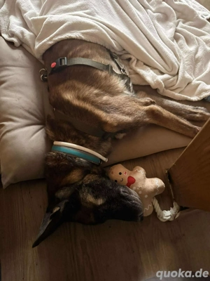 Kurt   Jack Malinois Schäferhund Mischling Rüde Senior sucht Zuhause für immer