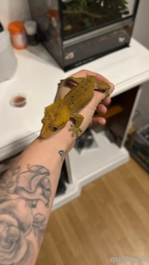 Kronengecko  mit viel zubehör    Bild 3