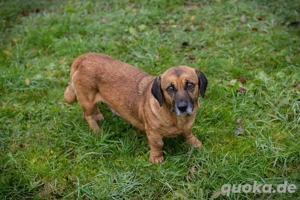 *ANKA* Eine liebe, anhängliche, verkuschelte und soziale Hündin, die die Menschnnähe liebt