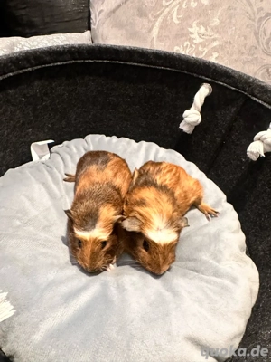 süßes Meerschweinchen 