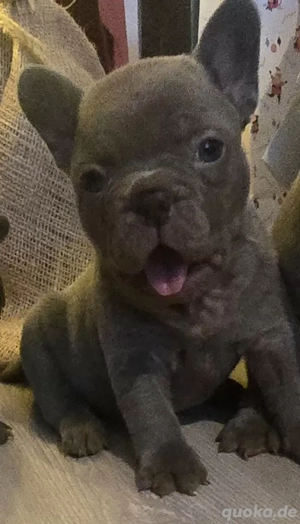 Reinrassige französische Bulldogge Welpen