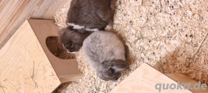 Mini-lop zwerg Kaninchen  