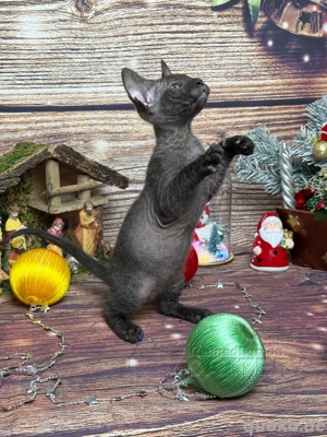 Süße Don Sphynx Kätzchen mit Schnurrhaaren Bild 2