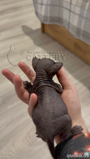 Süße Don Sphynx Kätzchen mit Schnurrhaaren Bild 3