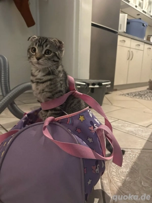    Liebevolle Bengal-Mix-Katze sucht ein schönes Zuhause   