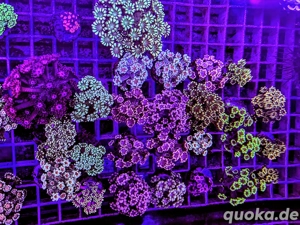 LPS, SPS,Korallen,Ableger,holy grail 24k, golden torch,Euphyllia,NY knicks,M. beach bum. 