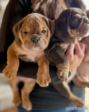 Lernen Sie Ihren neuen besten Freund kennen   bezaubernde Englische Bulldoggenwelpen!