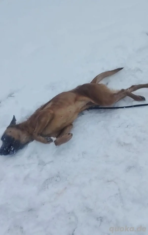 Malinois Hündin 7J bundesweit ausreisebereit NACH ADOPTION  Bild 2