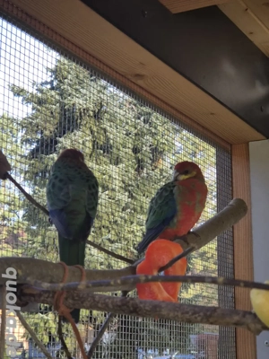 2 Stanleys aus einer Außenvoliere 