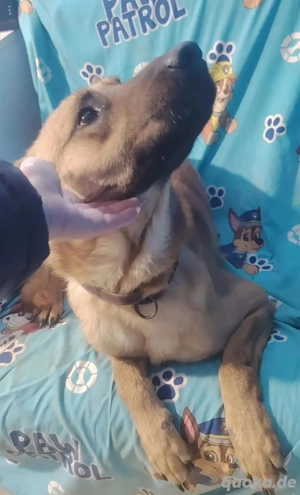 Malinois Rüde 6j  bundesweit ausreisebereit NACH ADOPTION  Bild 2