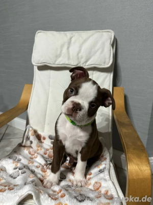 Boston Terrier Rüde sucht ein zuhause