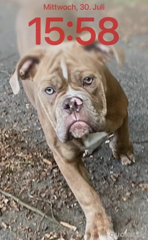 1 jahr alte old englisch bulldogg