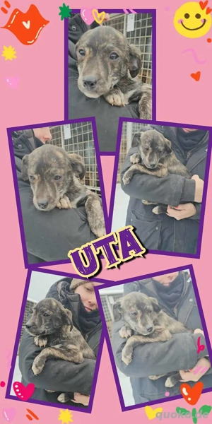 wunderschönes Welpenmädchen "Uta" hast DU ein Körbchen frei für mich ?